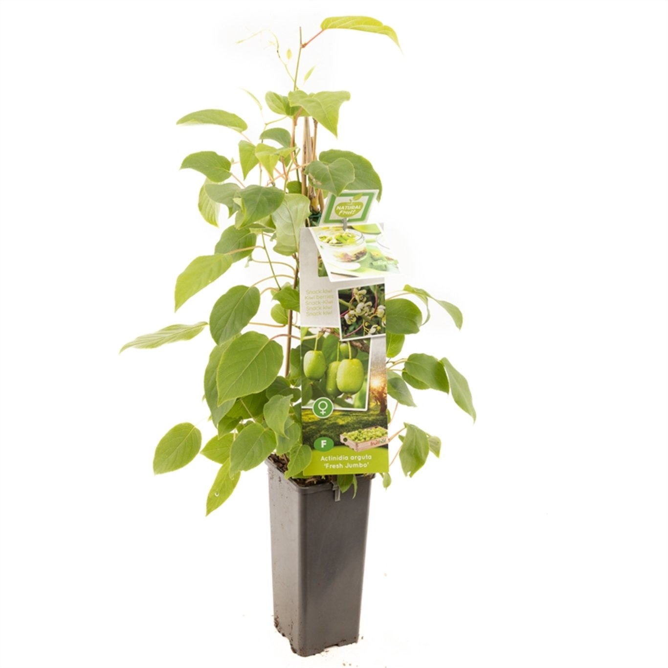 Minikiwi – Actinidia a. 'Fresh Jumbo' - C2 50-60 CM
